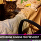 Illustration for article titled The Most Beautiful Modern Art: News Chyrons Featuring Cats